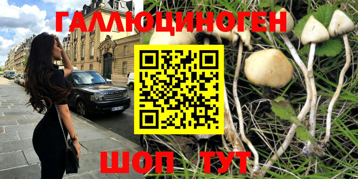 Кохма  Псилоцибиновые грибы Psilocybe  Вход с VPN 