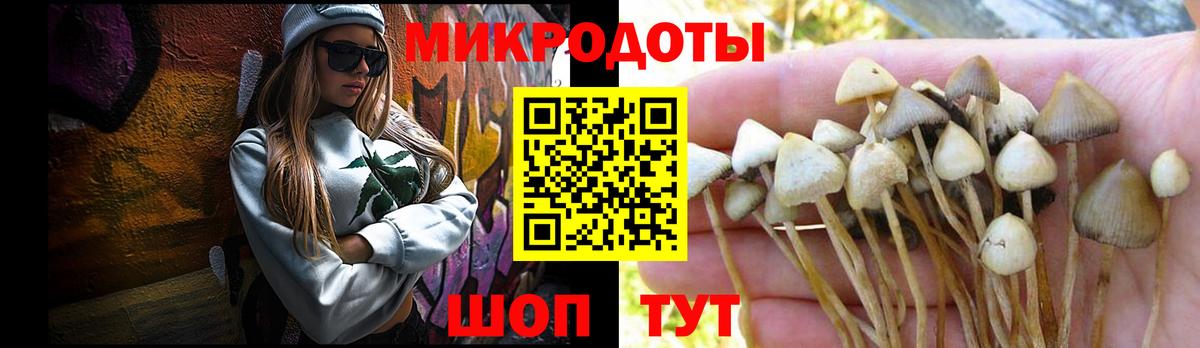 Псилоцибиновые грибы Psilocybe Кохма